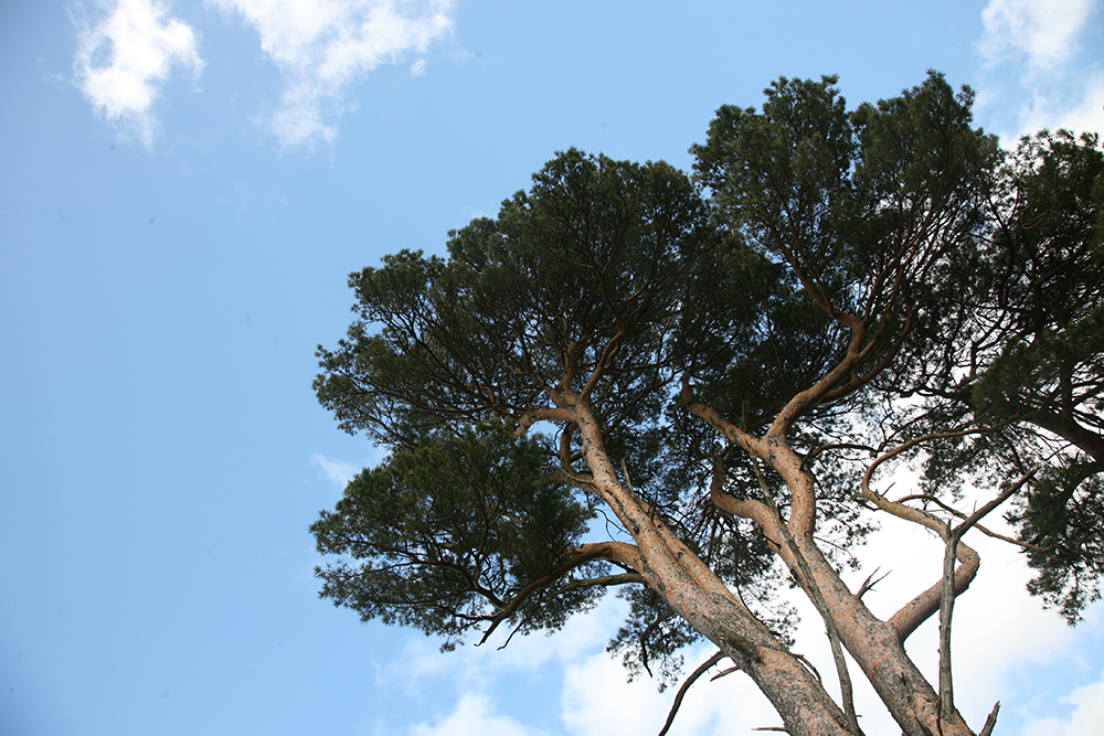 furu-og-himmel-web